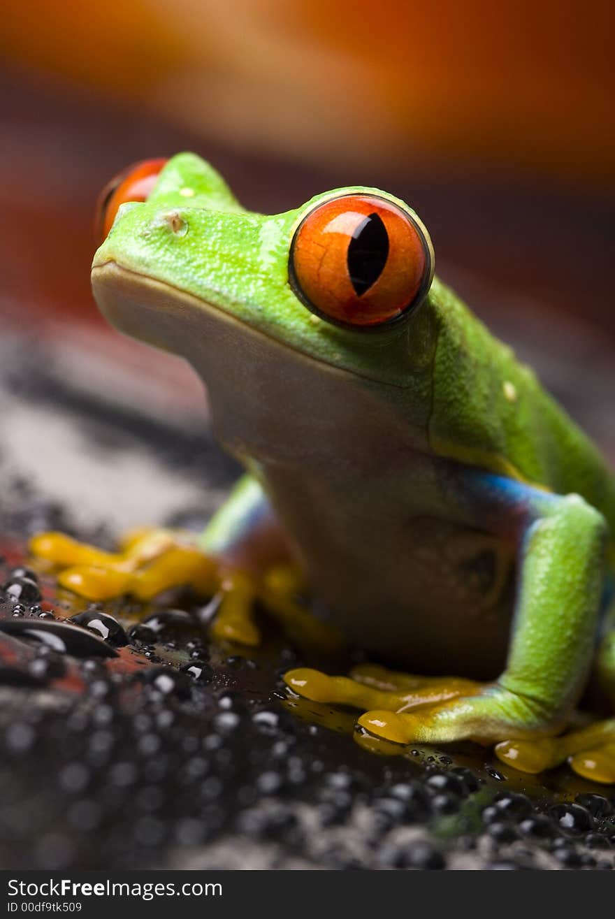 Frog - small animal with smooth skin and long legs that are used for jumping. Frogs live in or near water. / The Agalychnis callidryas, commonly know as the Red-eyed tree Frog is a small (50-75 mm / 2-3 inches) tree frog native to rainforests of Central America. Frog - small animal with smooth skin and long legs that are used for jumping. Frogs live in or near water. / The Agalychnis callidryas, commonly know as the Red-eyed tree Frog is a small (50-75 mm / 2-3 inches) tree frog native to rainforests of Central America.