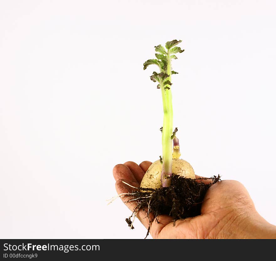 Photo of potato with roots and green leaf growing. Photo of potato with roots and green leaf growing