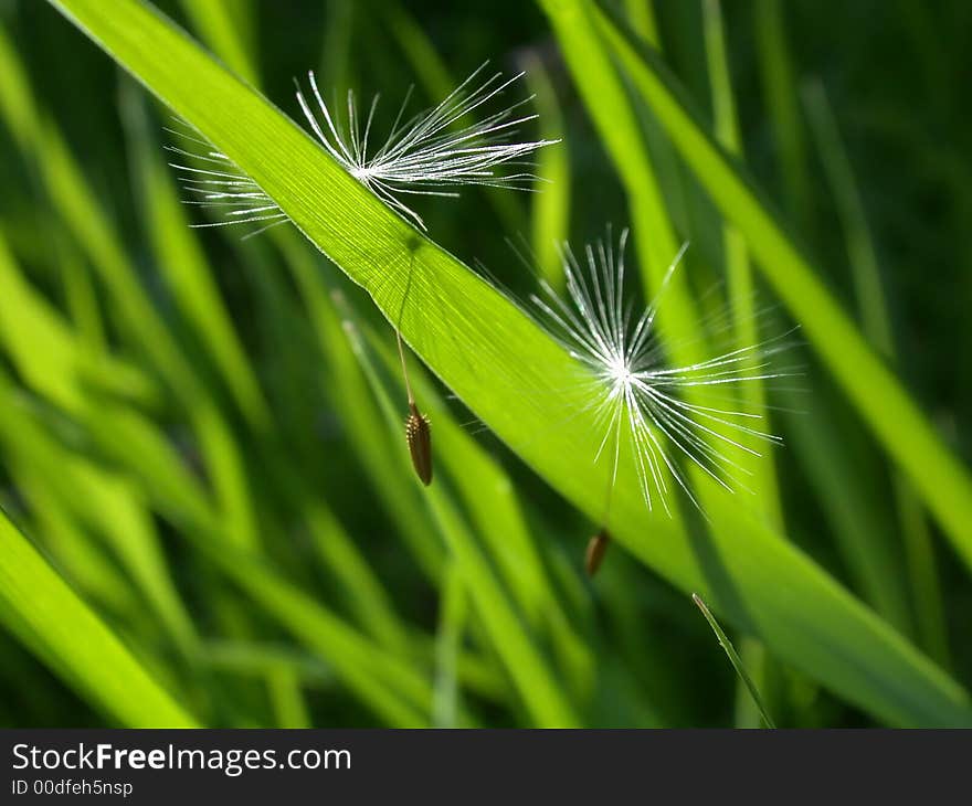 Dandelion seeds on fresh green grass