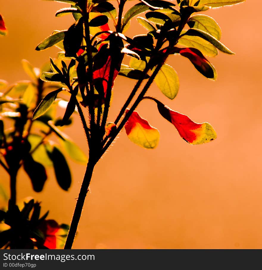 A plant with yellow, orange, and red leafs. A plant with yellow, orange, and red leafs.