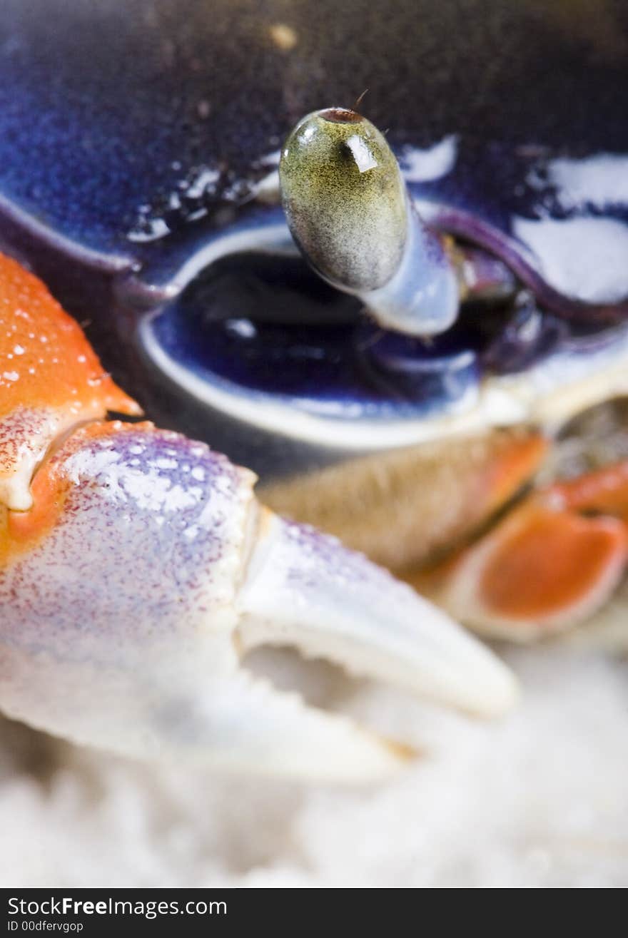 A crab is a sea animal with a flat body covered by a shell and five pairs of curved legs. The front two legs have long claws, called pincers, on them. Crabs move sideways.