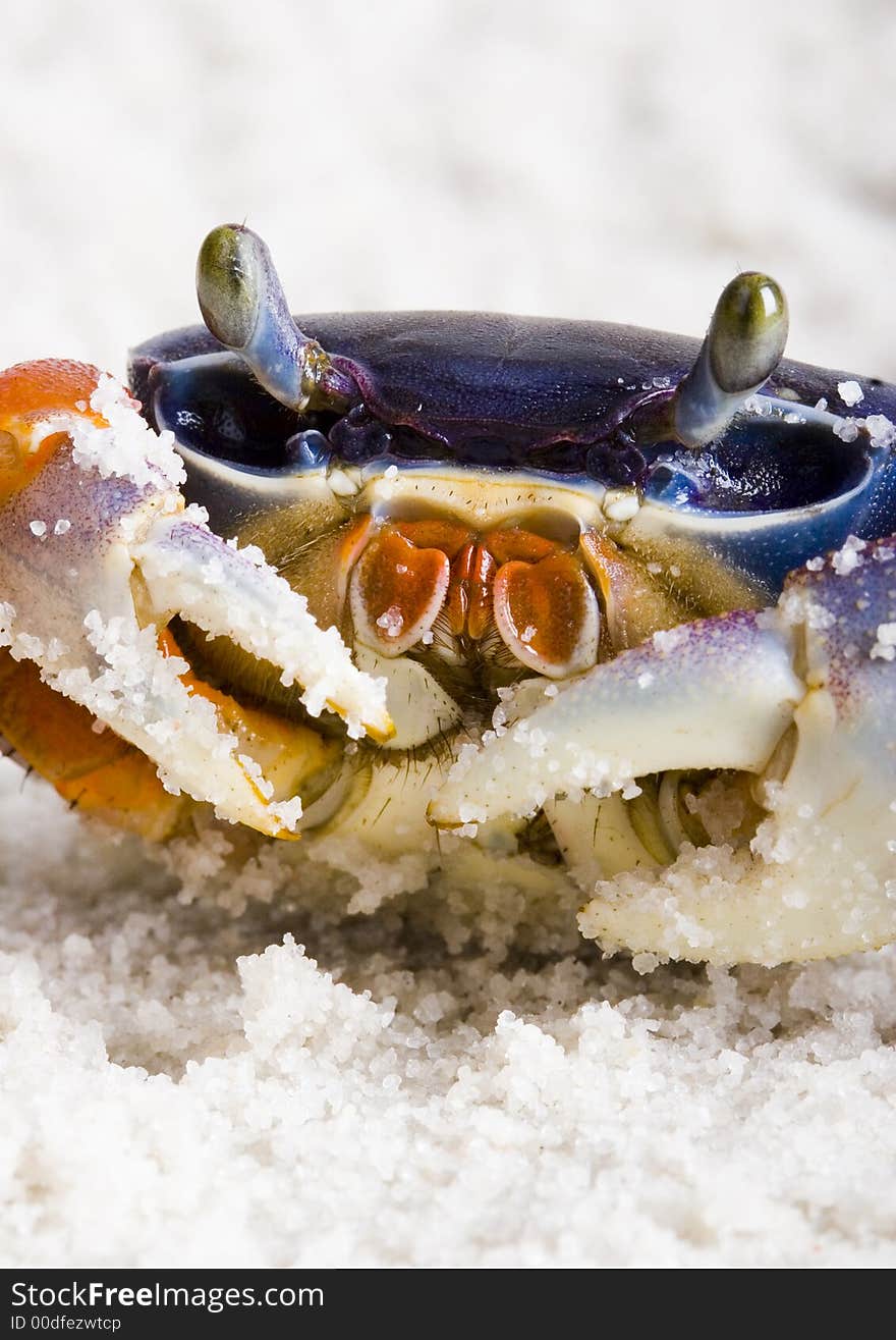 A crab is a sea animal with a flat body covered by a shell and five pairs of curved legs. The front two legs have long claws, called pincers, on them. Crabs move sideways. A crab is a sea animal with a flat body covered by a shell and five pairs of curved legs. The front two legs have long claws, called pincers, on them. Crabs move sideways.