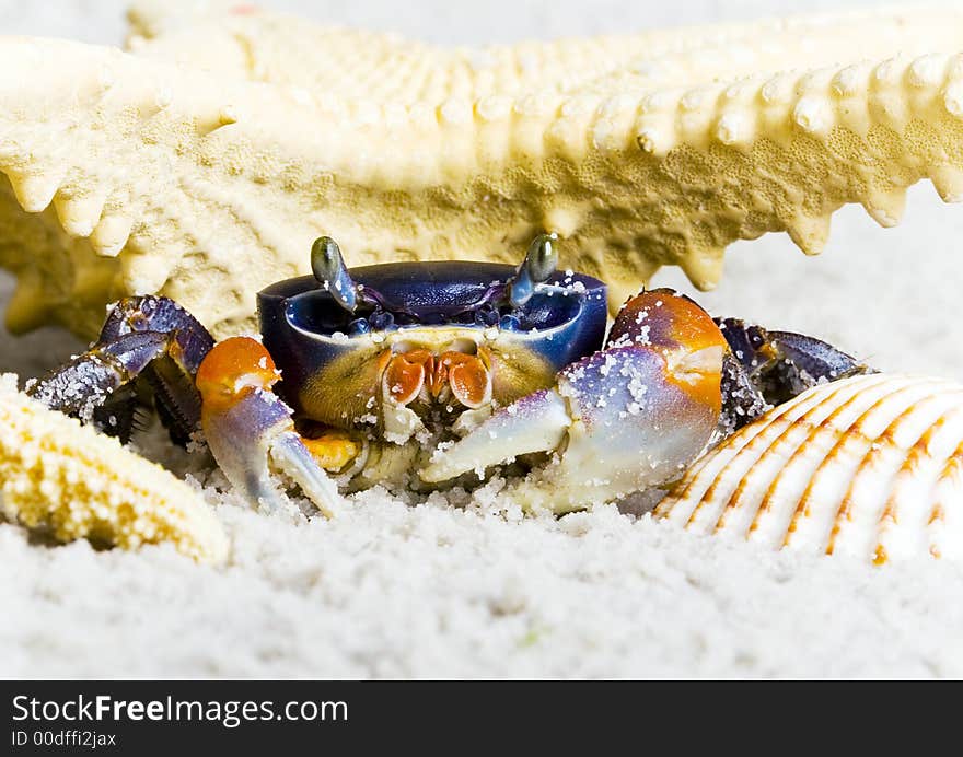 The crab with the shells