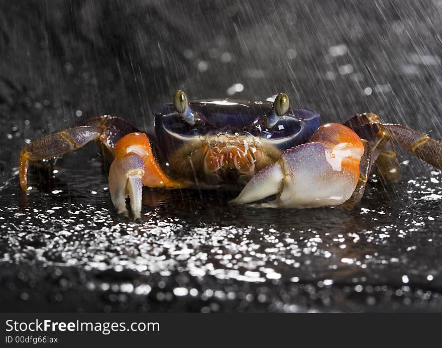 A crab is a sea animal with a flat body covered by a shell and five pairs of curved legs. The front two legs have long claws, called pincers, on them. Crabs move sideways. A crab is a sea animal with a flat body covered by a shell and five pairs of curved legs. The front two legs have long claws, called pincers, on them. Crabs move sideways.