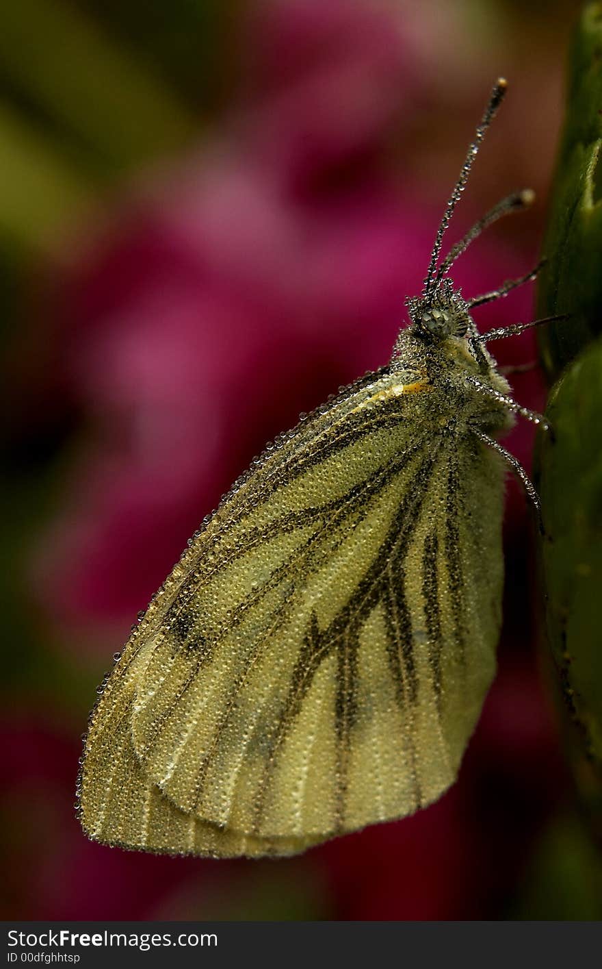 Pieris Napi