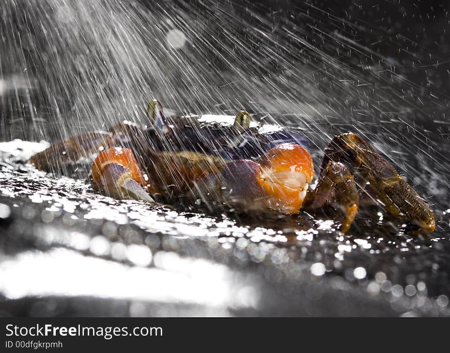 Crab in the rain