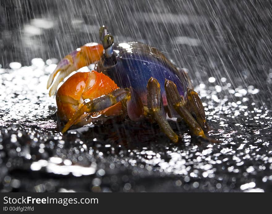 A crab is a sea animal with a flat body covered by a shell and five pairs of curved legs. The front two legs have long claws, called pincers, on them. Crabs move sideways. A crab is a sea animal with a flat body covered by a shell and five pairs of curved legs. The front two legs have long claws, called pincers, on them. Crabs move sideways.