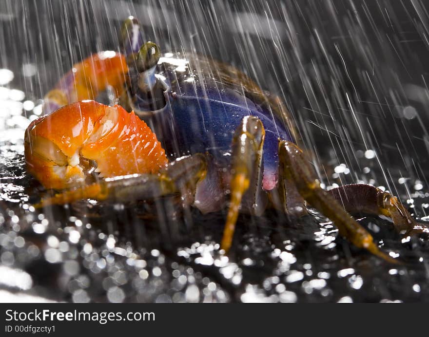 A crab is a sea animal with a flat body covered by a shell and five pairs of curved legs. The front two legs have long claws, called pincers, on them. Crabs move sideways. A crab is a sea animal with a flat body covered by a shell and five pairs of curved legs. The front two legs have long claws, called pincers, on them. Crabs move sideways.