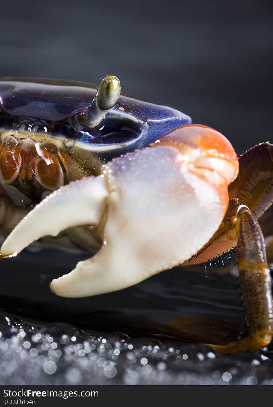 A crab is a sea animal with a flat body covered by a shell and five pairs of curved legs. The front two legs have long claws, called pincers, on them. Crabs move sideways.