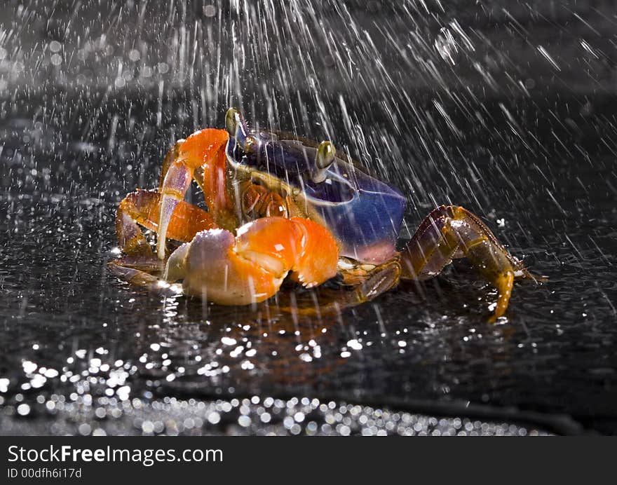 A crab is a sea animal with a flat body covered by a shell and five pairs of curved legs. The front two legs have long claws, called pincers, on them. Crabs move sideways. A crab is a sea animal with a flat body covered by a shell and five pairs of curved legs. The front two legs have long claws, called pincers, on them. Crabs move sideways.