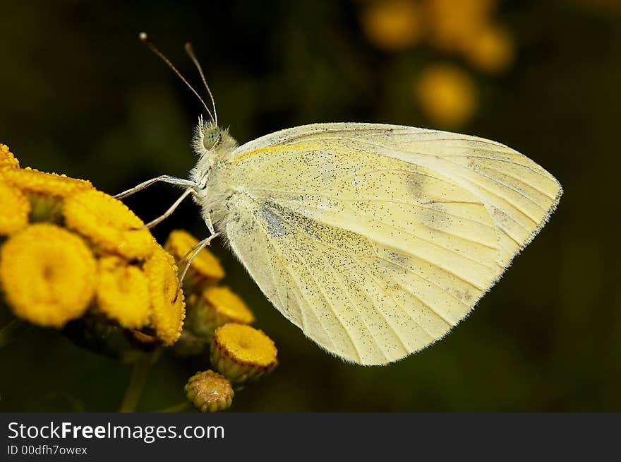 Pieris Napi