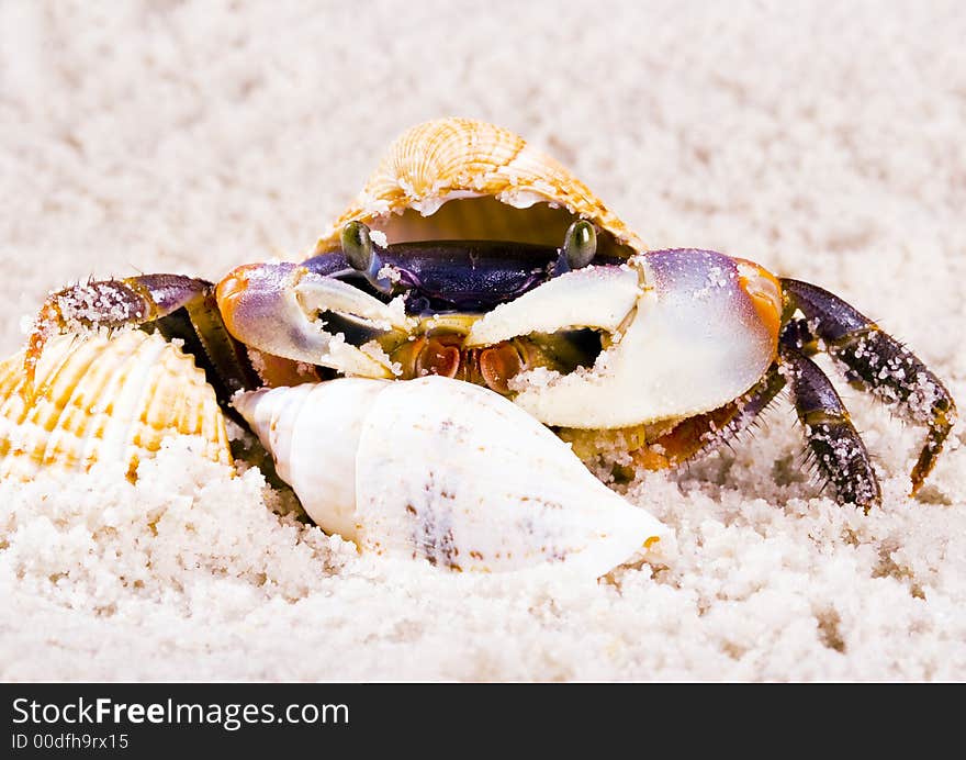 A crab is a sea animal with a flat body covered by a shell and five pairs of curved legs. The front two legs have long claws, called pincers, on them. Crabs move sideways. A crab is a sea animal with a flat body covered by a shell and five pairs of curved legs. The front two legs have long claws, called pincers, on them. Crabs move sideways.