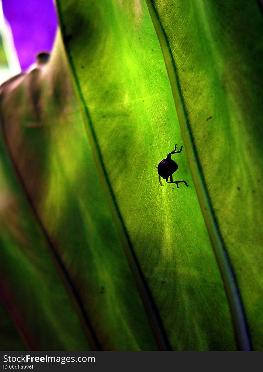 A small beetle doggedly travels on a very large leaf