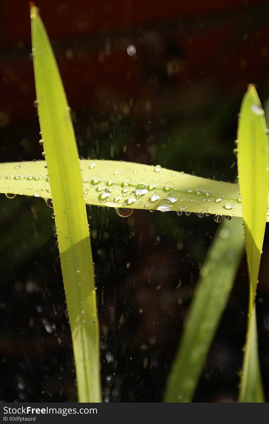 Water refreshes some grass leafs in the sun light. Water refreshes some grass leafs in the sun light