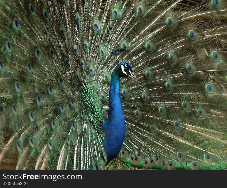 Peacock