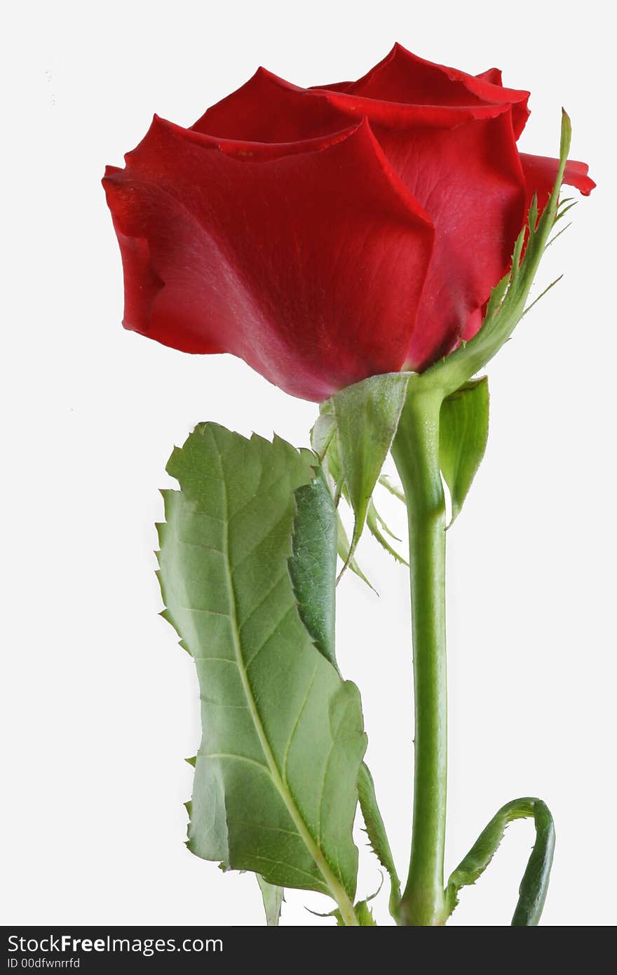 Single Isolated Long Stemmed Red Rose