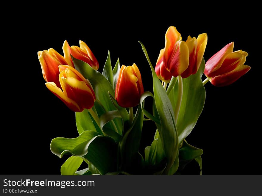 Tulips flower isolated on black background.