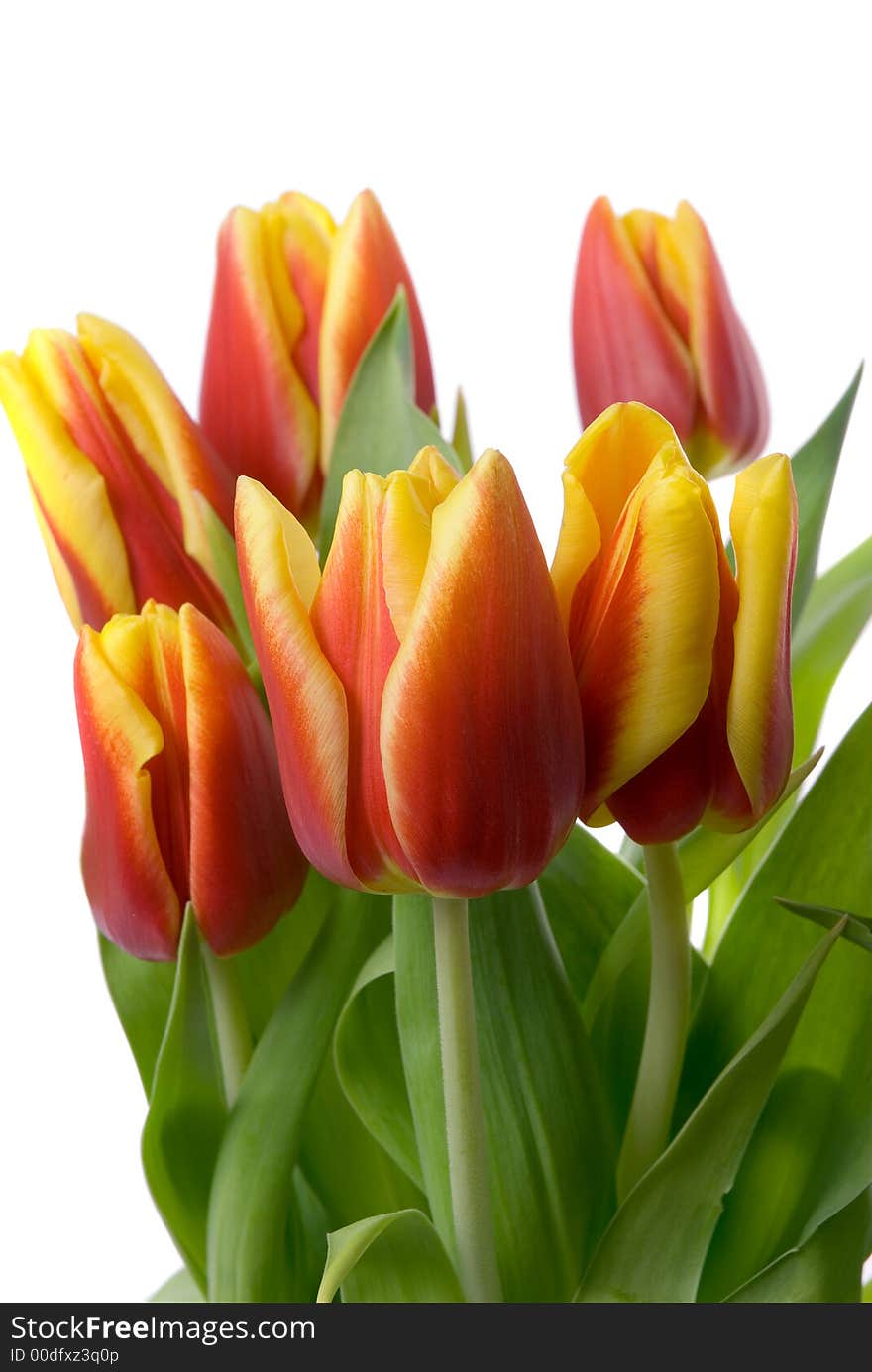 Tulips isolated on white background