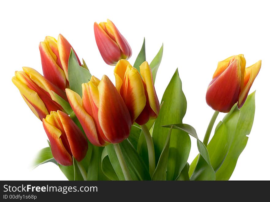 Tulips isolated on white background