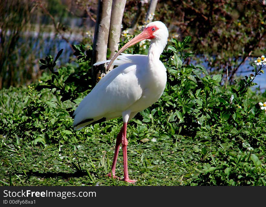 This is a white ibis, they are found in the lakes and rivers here in florida.