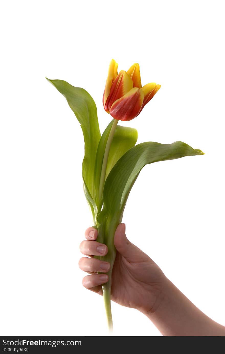 Tulip in hand isolated on white background