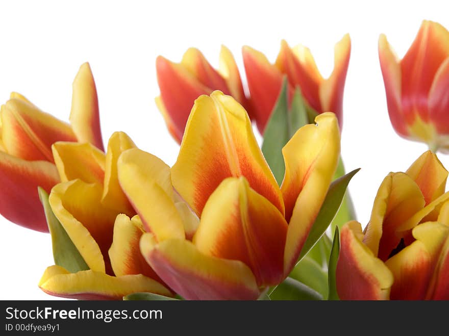 Tulips isolated on white background