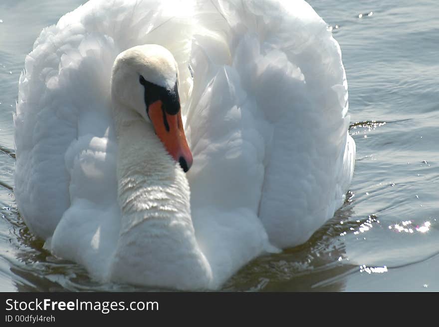 Swan