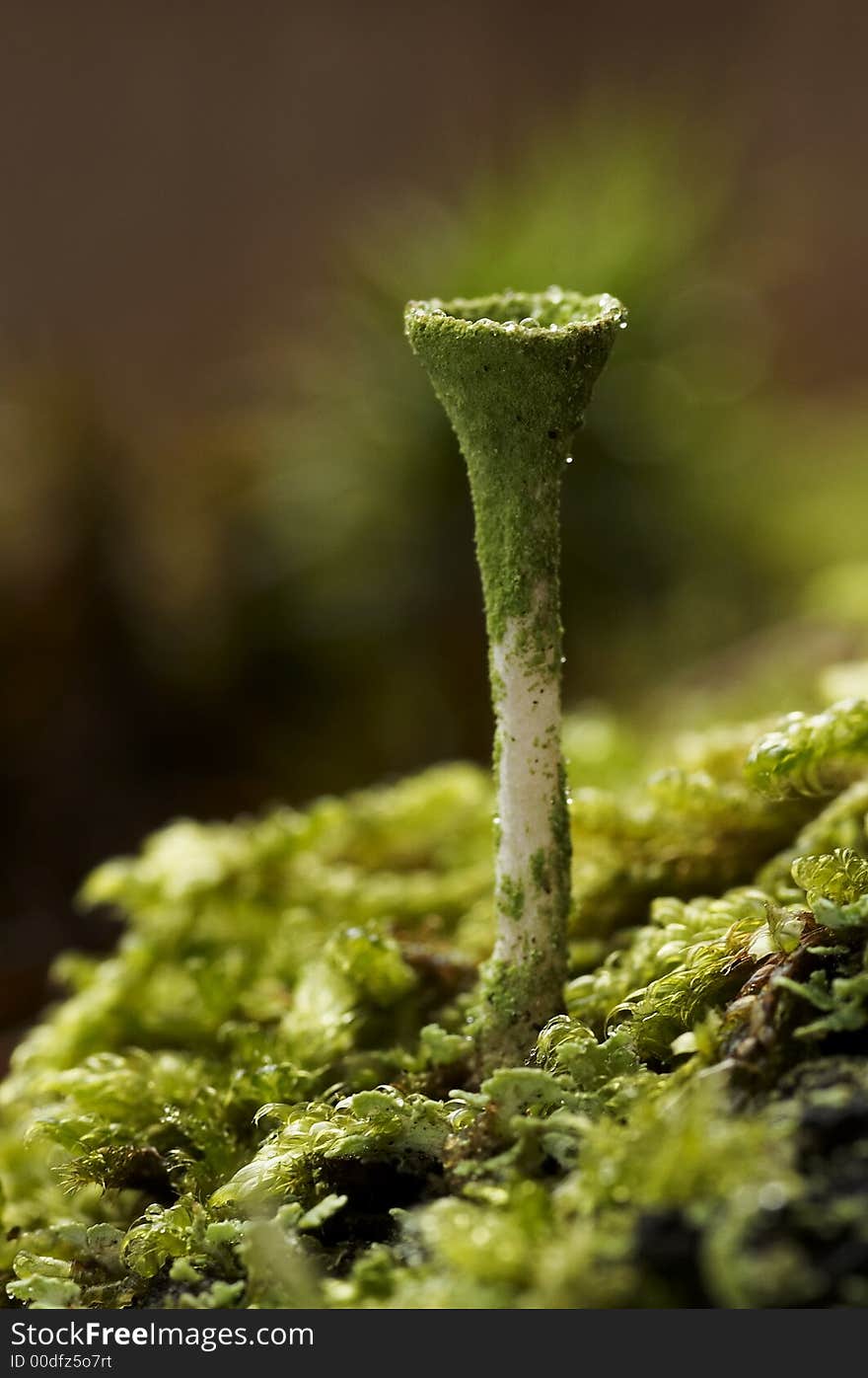 Lichen genus Cladonia,dinky visit to the elfland. Lichen genus Cladonia,dinky visit to the elfland