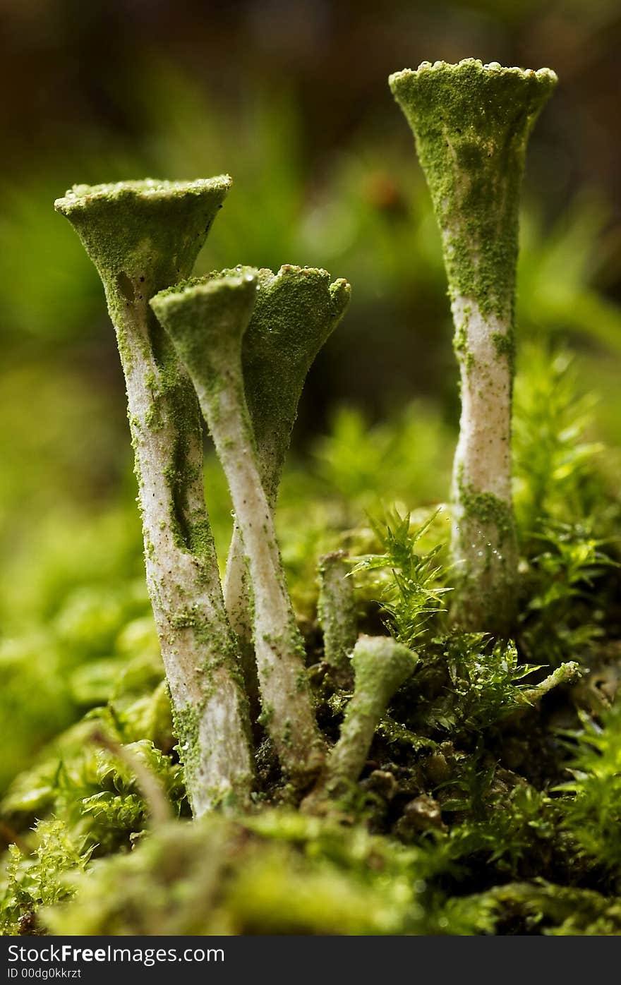 Lichen genus Cladonia,dinky visit to the elfland. Lichen genus Cladonia,dinky visit to the elfland