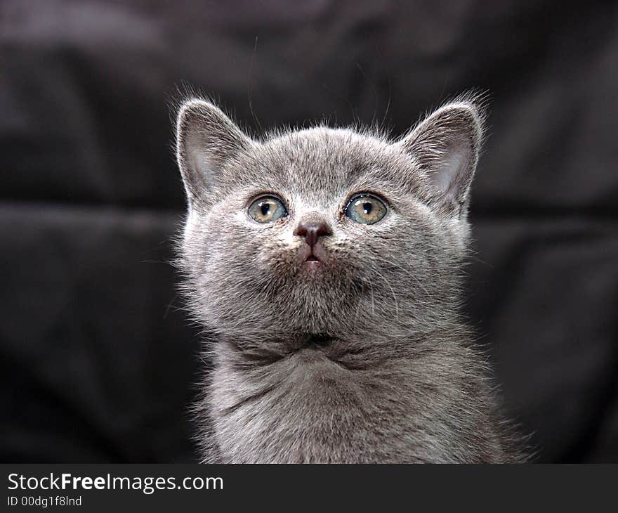 Cat show. best of breed. Cat show. best of breed.