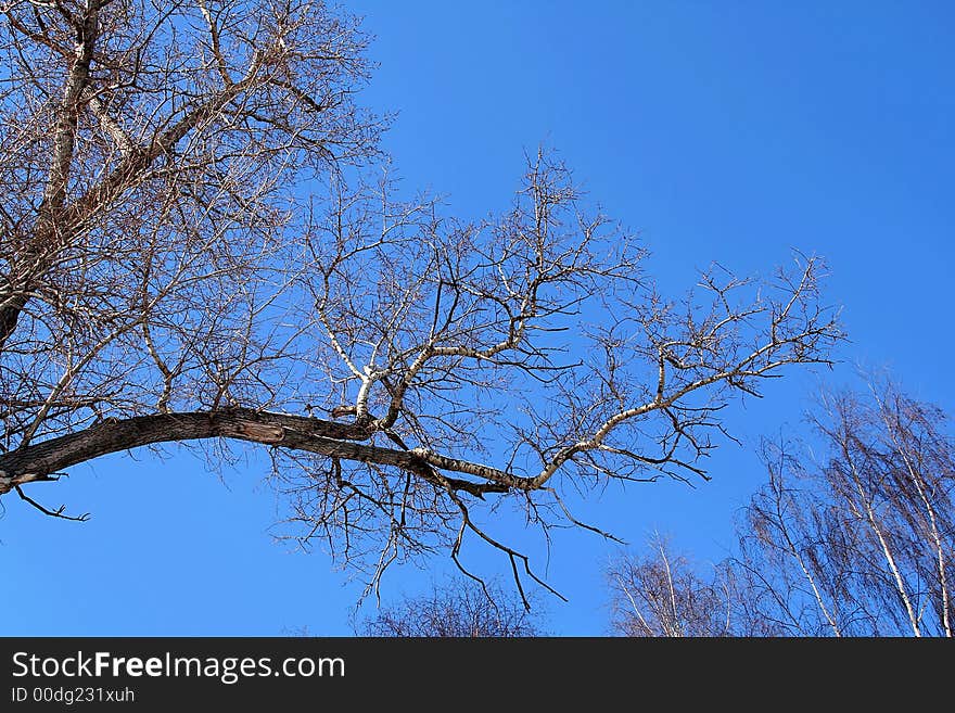 Branch of a tree on a background of the pure sky.