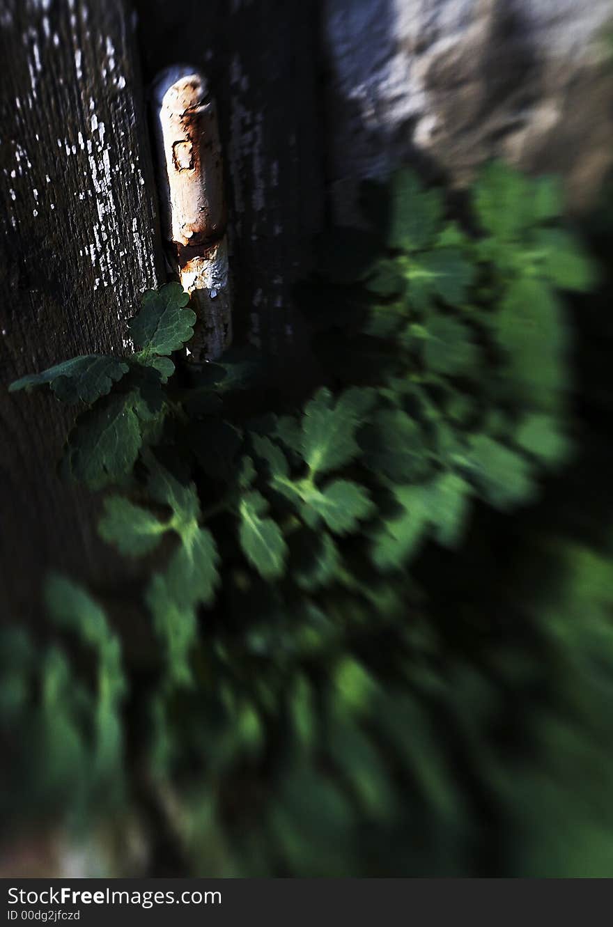 Garden Still Life