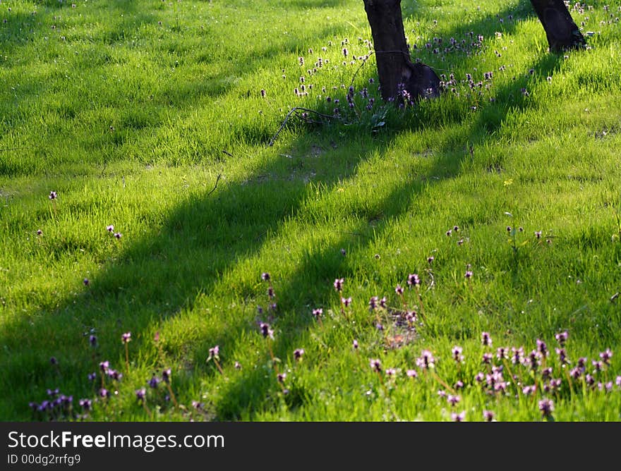 Green grass and purple flowers in a park. Green grass and purple flowers in a park