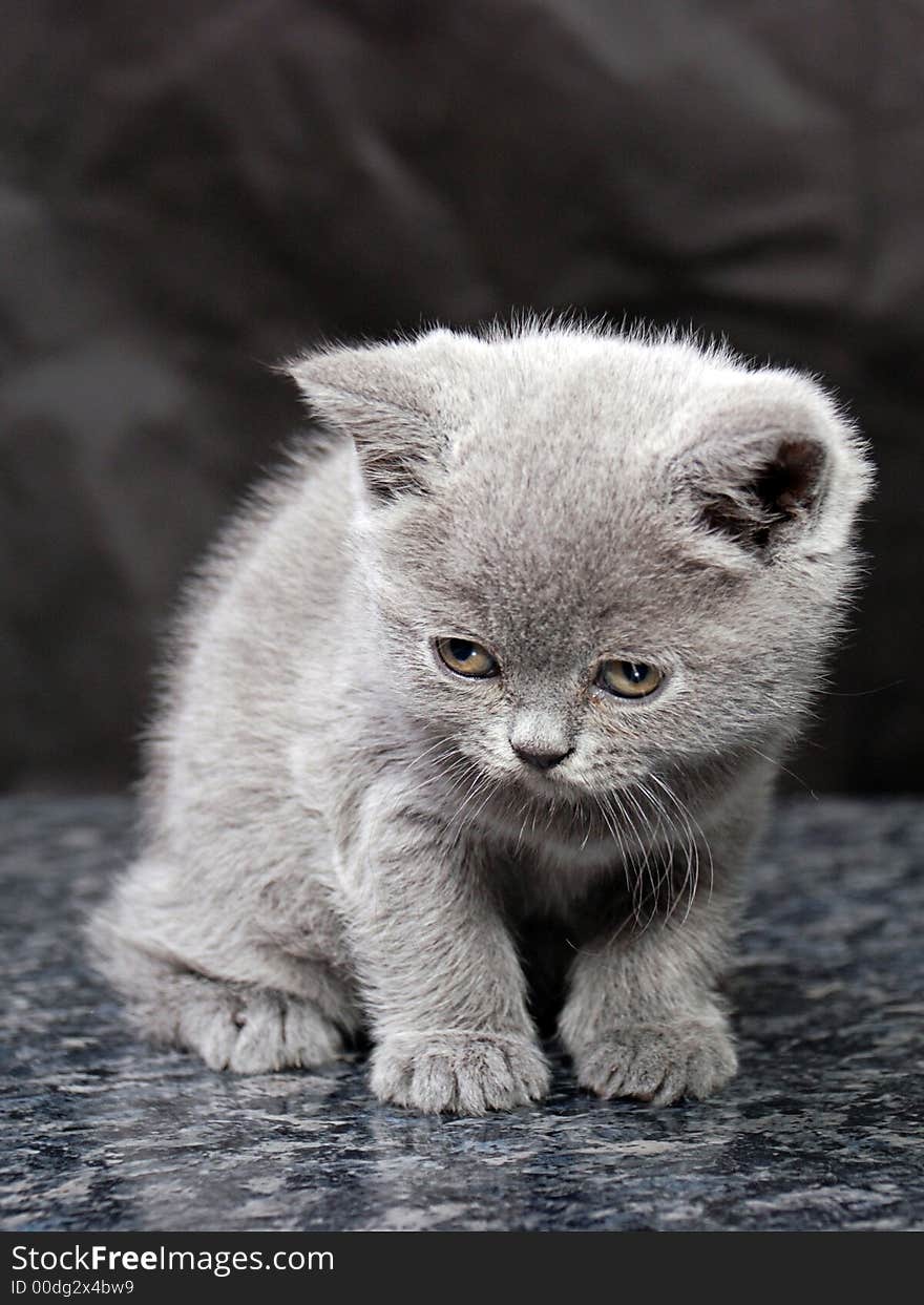 Cat show. best of breed. Cat show. best of breed.