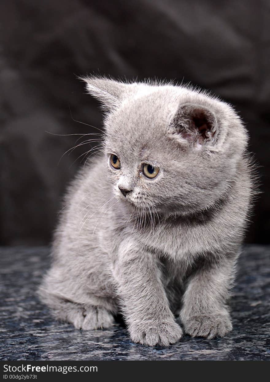 Cat show. best of breed. Cat show. best of breed.