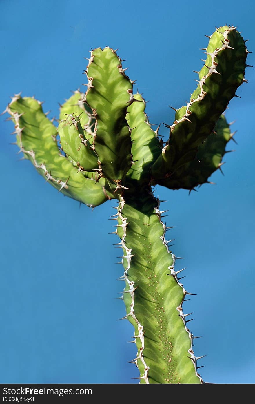 Cactus Tree.