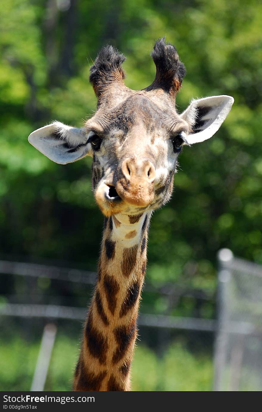 Portrait of a cute giraffe in a zoo.