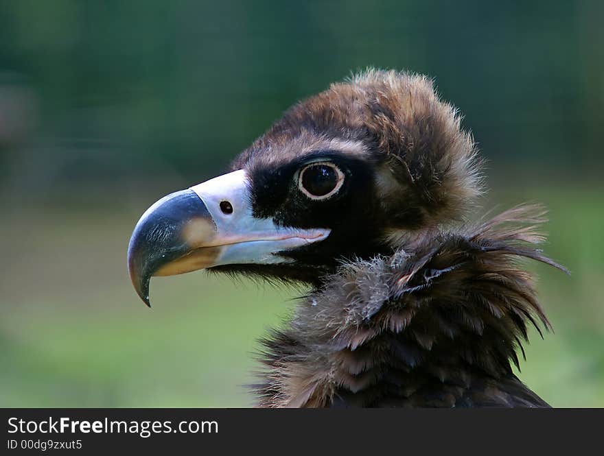 A big-beaked bird of pray.