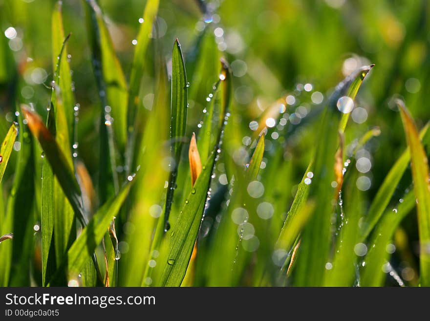 Morning dew on the spring grass