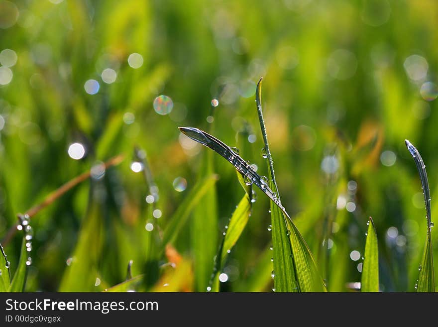 Fresh green grass with many drops. Fresh green grass with many drops