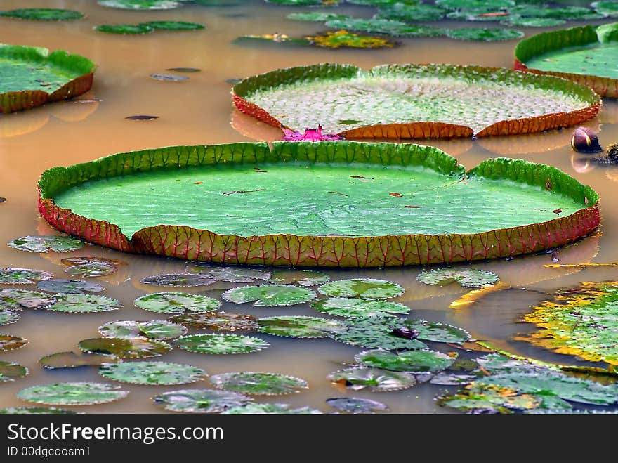 Water-lily leafs in a big pond in a park