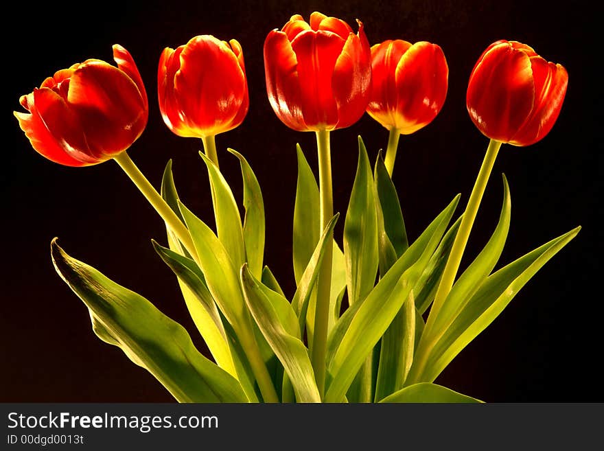 Fresh cut tulips taken with a black background. Fresh cut tulips taken with a black background