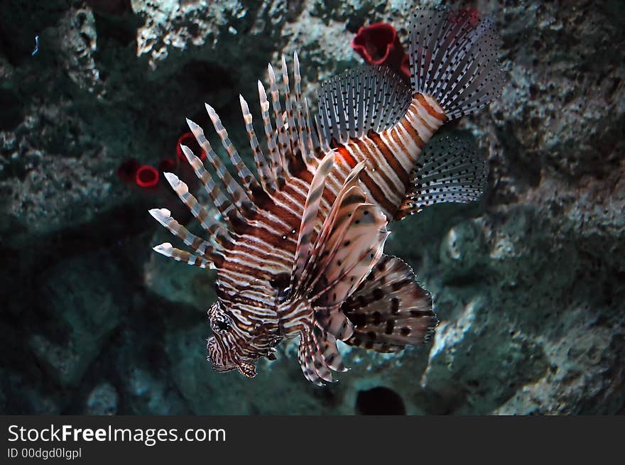 Lionfish