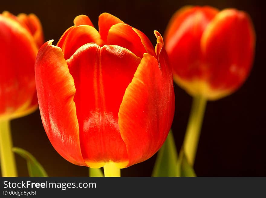 Macro view of a red tulip. Macro view of a red tulip