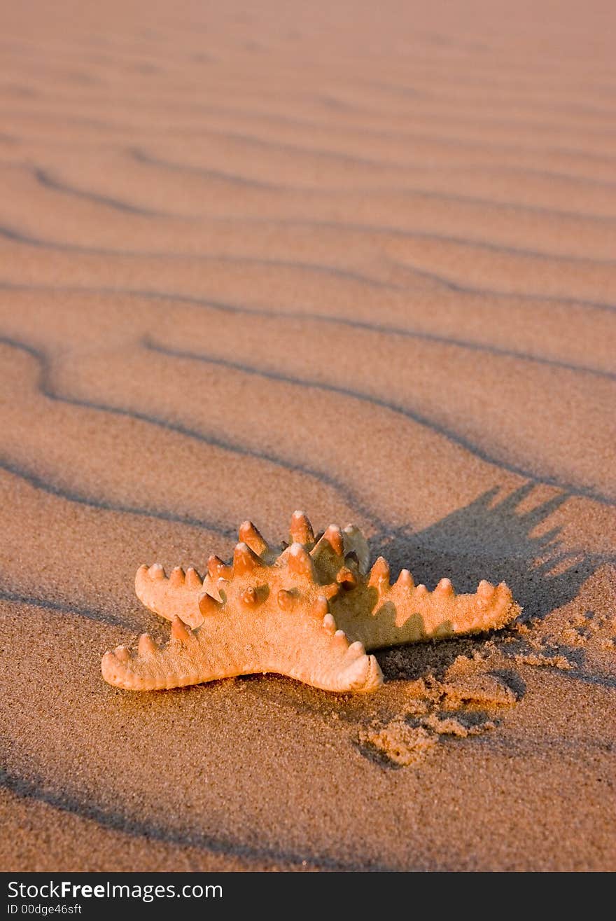 Moving dunes are a kind of sand dunes.They characterize that smaller grains, appearing in a small quantity in the sea sand are usually blown off from the top. The constant movement of grains ( which are not kept by the plants), induces the progressive movement of dunes tops according to direction of dominant winds.