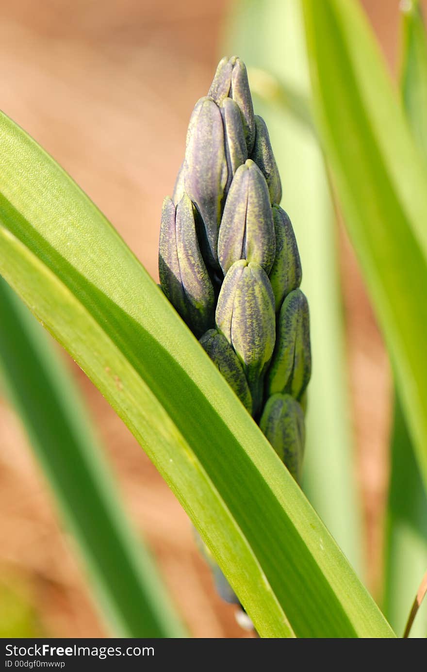 Flower bud