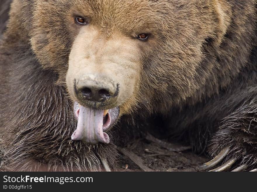 Close-up of a Kodiak bear licking paw, looking ready for dessert