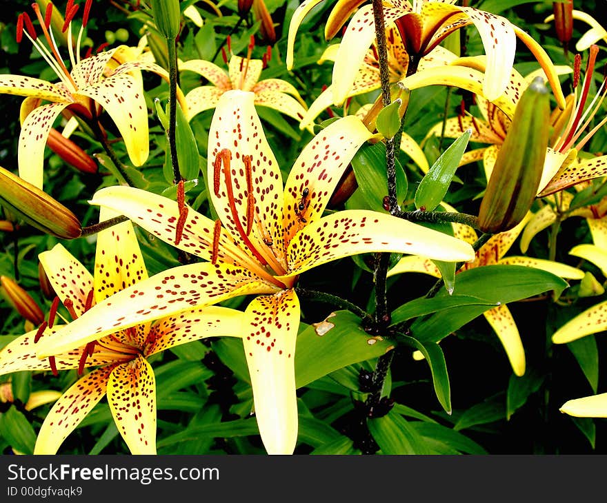 Yellow flowers. Insects on the flowers. Yellow flowers. Insects on the flowers