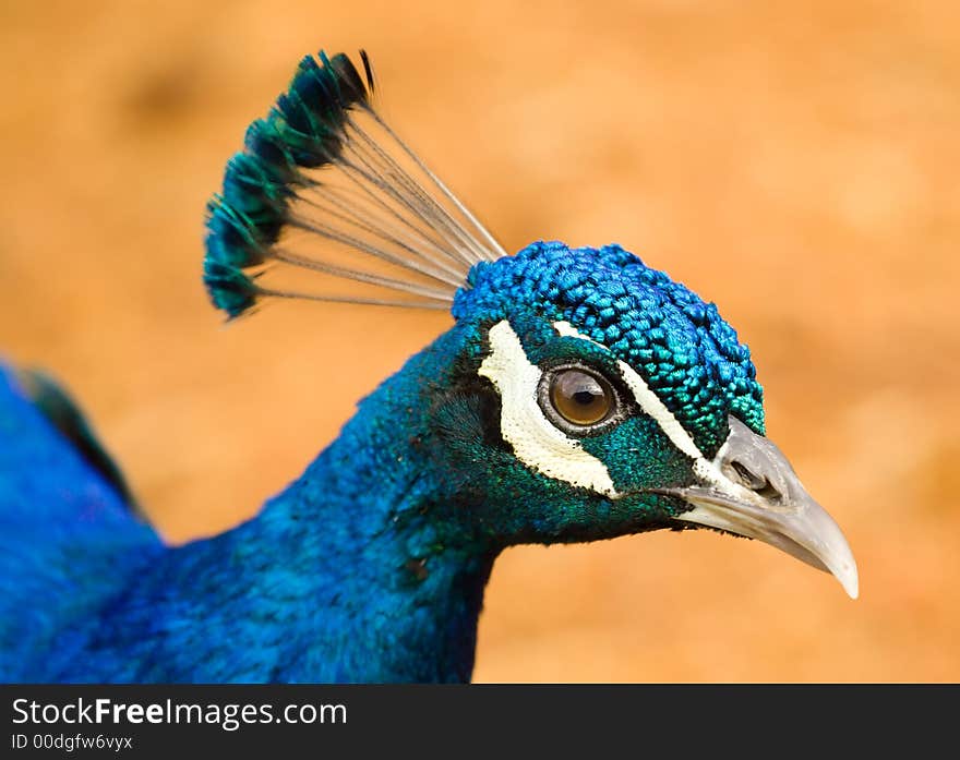 Close-up Of A Peacock