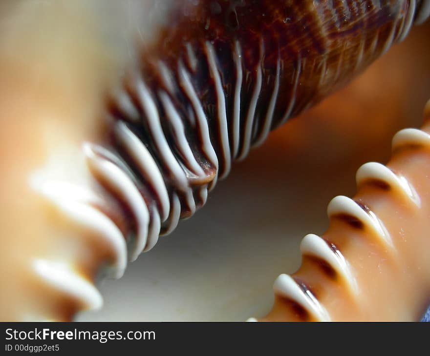 A close up of a tropical, exotic shell. A close up of a tropical, exotic shell